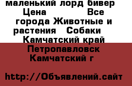 маленький лорд бивер › Цена ­ 10 000 - Все города Животные и растения » Собаки   . Камчатский край,Петропавловск-Камчатский г.